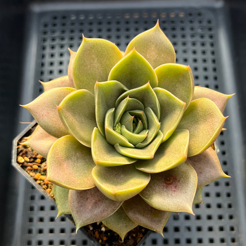 mystery succulent Echeveria 'Mysterious Rose' 4"-5" Succulent Plant – True Succulents Plant Co