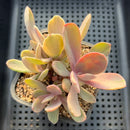 Pachyveria 'Pampoteus' Variegated 3" Succulent Plant