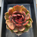 Echeveria 'Dark Maple' 4"-5" Large Succulent Plant