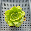 Echeveria 'Koimachi Bud' 2" ('Rhapsody' x 'Roselli' Hybrid) Succulent Plant