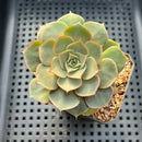 Echeveria Longissima var. aztatlensis 2"-3" Succulent Plant