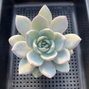 Echeveria 'Ivory' 3"" Succulent Plant