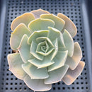 Echeveria sp. 3"-4" Succulent Plant