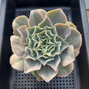 Echeveria 'Morning Light' 4"-5" Succulent Plant