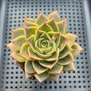 Echeveria 'Red Belita' 3" Succulent Plant