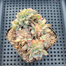 Echeveria 'Esther' Variegated Crested Cluster 2"-3" Succulent Plant