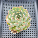 Echeveria 'Red Edge' 2"-3" Succulent Plant