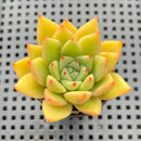 Echeveria Agavoides 'Adrian' 2" Hybrid Succulent Plant