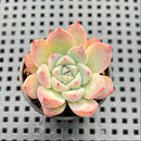 Echeveria 'Alba Beauty' 2" Succulent Plant