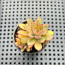 Echeveria 'Rika' 2" Succulent Plant