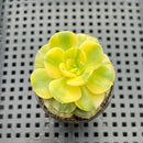 Echeveria 'Nicksana' Variegated 2" Succulent Plant
