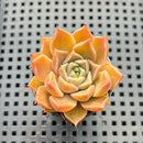 Echeveria 'Tomboy' 2" Changhee Hybrid Succulent Plant