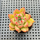 Echeveria Agavoides sp. 1"-2" Succulent Plant