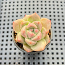 Echeveria 'Gremlin' Mutated 1"-2" Succulent Plant