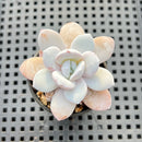Echeveria Laui 1" Succulent Plant