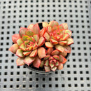 Echeveria sp. 2" Succulent Plant