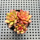Echeveria sp. 2" Succulent Plant