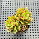 Echeveria 'Fireworks' 2" Succulent Plant