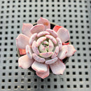 Echeveria sp. 2" Succulent Plant
