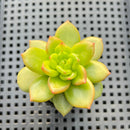 Echeveria 'Apple Blossom' 2" Succulent Plant