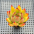Echeveria Agavoides 'Flower Bud' 2" Succulent Plant