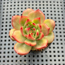 Echeveria Agavoides 'Amestro' Crested 2" Succulent Plant