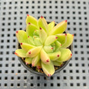 Echeveria Agavoides sp. 1"-2" Succulent Plant