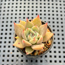 Echeveria Agavoides sp. 1"-2" Succulent Plant