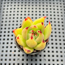 Echeveria Agavoides sp. 1"-2" Succulent Plant