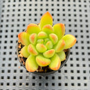 Echeveria sp. 2" Succulent Plant