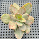Echeveria 'Hanaikada' Mosaic Variegated 2" (100% Grown In House) Succulent Plant