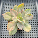 Echeveria 'Hanaikada' Mosaic Variegated 2" (100% Grown In House) Succulent Plant
