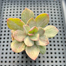 Echeveria 'Hanaikada' Mosaic Variegated 2" (100% Grown In House) Succulent Plant