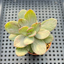 Echeveria 'Hanaikada' Mosaic Variegated 2" (100% Grown In House) Succulent Plant