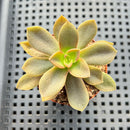 Echeveria Carnicolor 2" (100% Grown In House) Succulent Plant