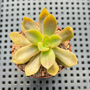 Echeveria Carnicolor 2" (100% Grown In House) Succulent Plant
