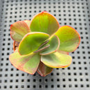 Echeveria 'Goiabinha' Variegated 2" (100% Grown In House) Succulent Plant