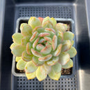Echeveria 'Starmark' 5" Large Succulent Plant