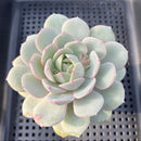 Echeveria 'Green Day' 2"-3" Succulent Plant