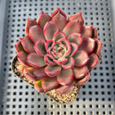 Echeveria 'Red Bell' 3" Succulent Plant