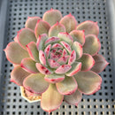 Echeveria 'Colorado' Changhee Hybrid 3" Succulent Plant