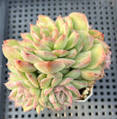 Echeveria sp. 3"-4" Cluster Succulent Plant