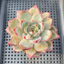 Echeveria 'Red Solar' 3" Succulent Plant