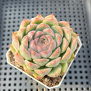 Echeveria sp. 2" Succulent Plant