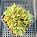 Echeveria 'Tesla' 3" Cluster Hwaga Hybrid Succulent Plant