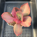 Echeveria 'Suyon' Variegated 3" Succulent Plant