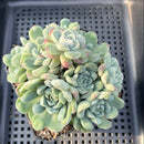 Echeveria Albicans Carunculated Cluster 4" Succulent Plant