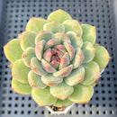 Echeveria 'Sarahime' x 'Hyalina' Hybrid 2"-3" Flower Village Hybrid Succulent Plant