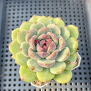 Echeveria 'Sarahime' x 'Hyalina' Hybrid 2"-3" Flower Village Hybrid Succulent Plant