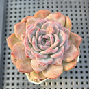 Echeveria 'Pumpkin' 2"-3" Succulent Plant